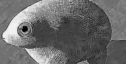 Privy: The Cache Is Alive, and It Knows Your Keys